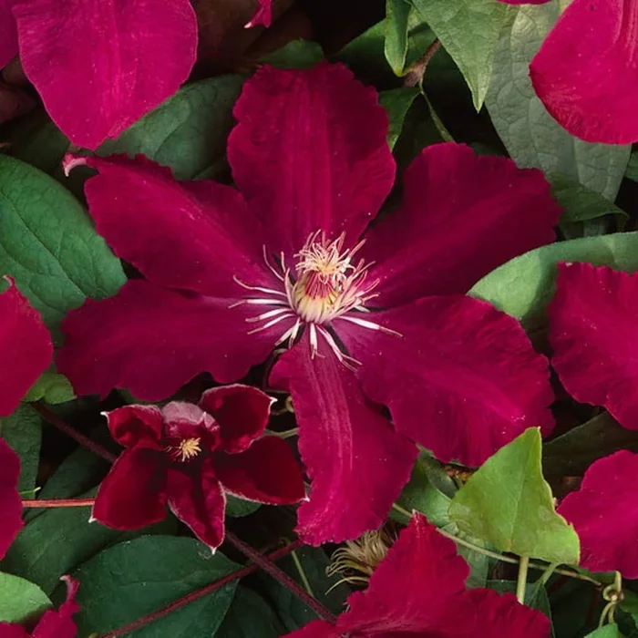 Clematis ‚Rouge Cardinal‘, 2er-Set, rot, Höhe 60-80 cm, Topf 2 Liter