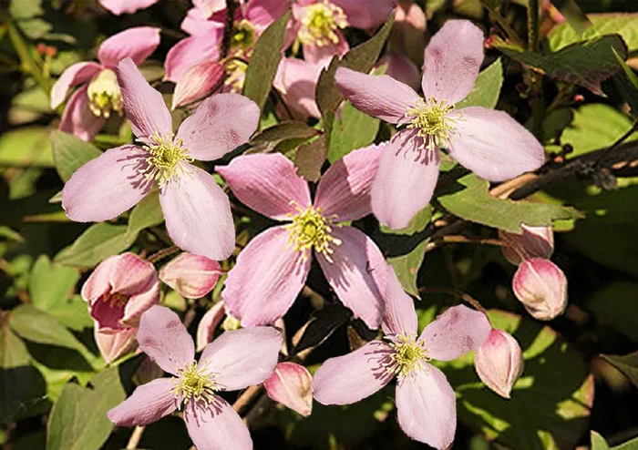Clematis montana ‚Fragant Spring‘ (Waldrebe)