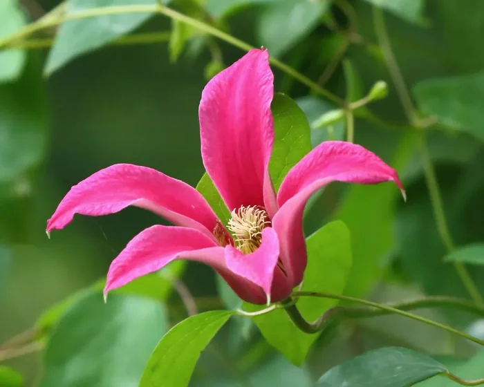Clematis texensis ‚Princess Diana‘ (Texas Waldrebe)
