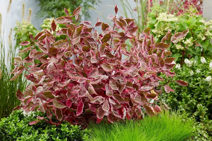 Cornus alba ‚Miracle‘ ® (Purpur-Hartriegel)