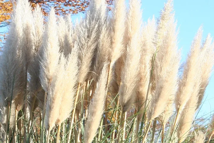 Cortaderia selloana ‚Evita‘ (Kleines Pampasgras)