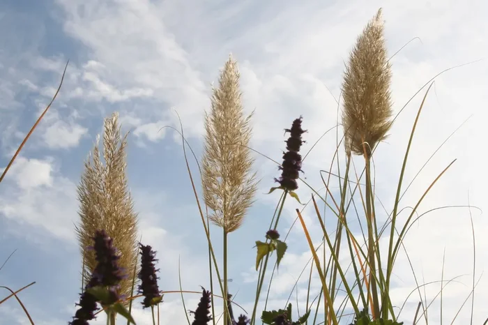 Cortaderia selloana ‚Pumila‘ (Kleines Garten-Pampasgras)