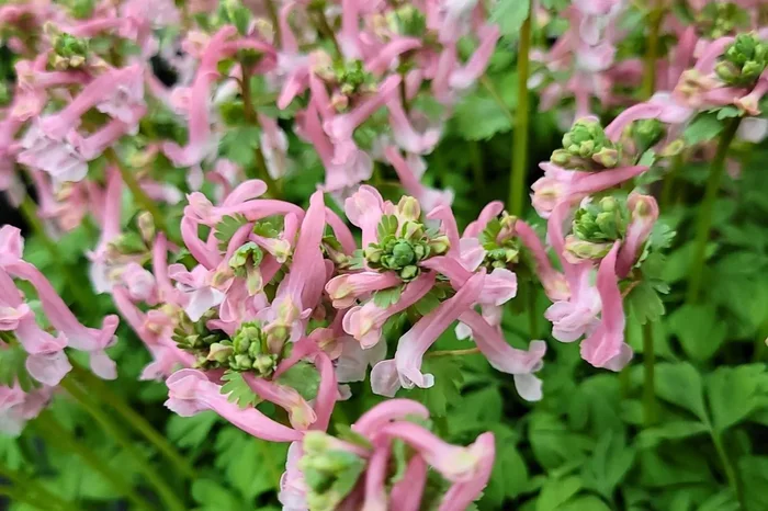 Corydalis solida ‚Beth Evans‘ (Festknolliger Lerchensporn)