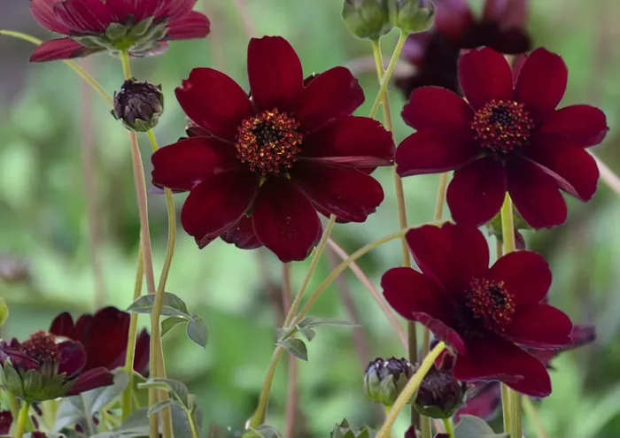 Cosmos atrosanguineus (Schokoladenblume)
