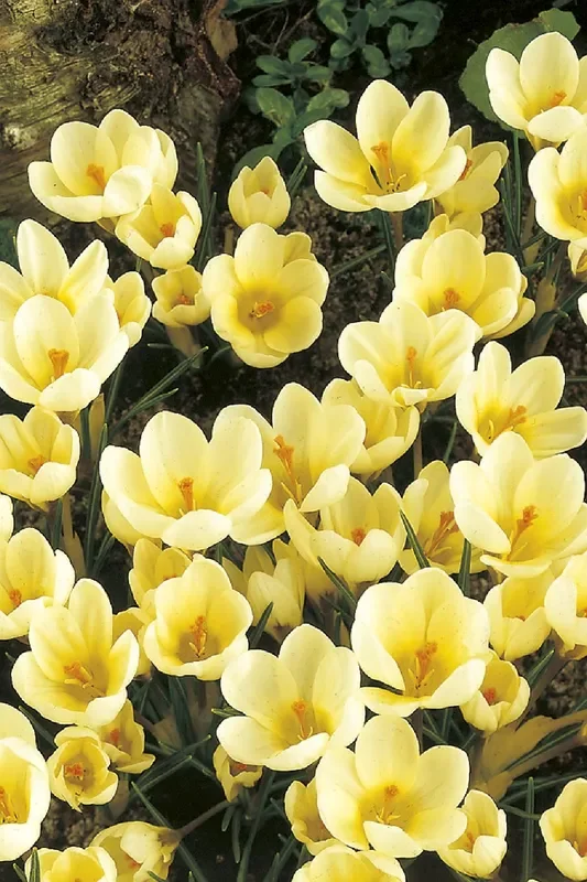 Crocus chrysanthus ‚Cream Beauty‘ (Garten-Krokus)