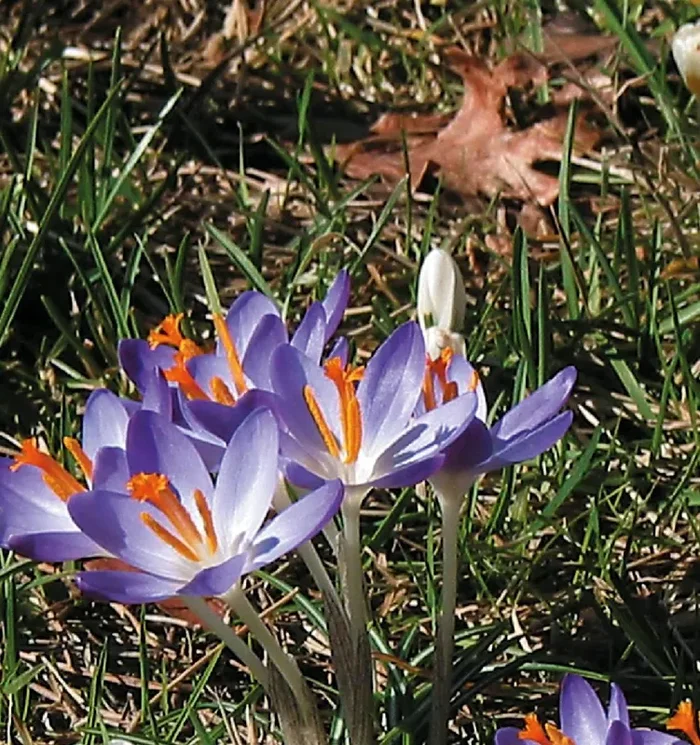 Crocus tommasinianus (Elfen-Krokus)