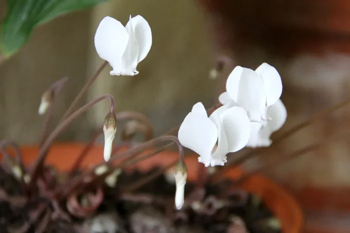 Cyclamen hederifolium ‚Album‘ (Weißes Herbst-Alpenveilchen)