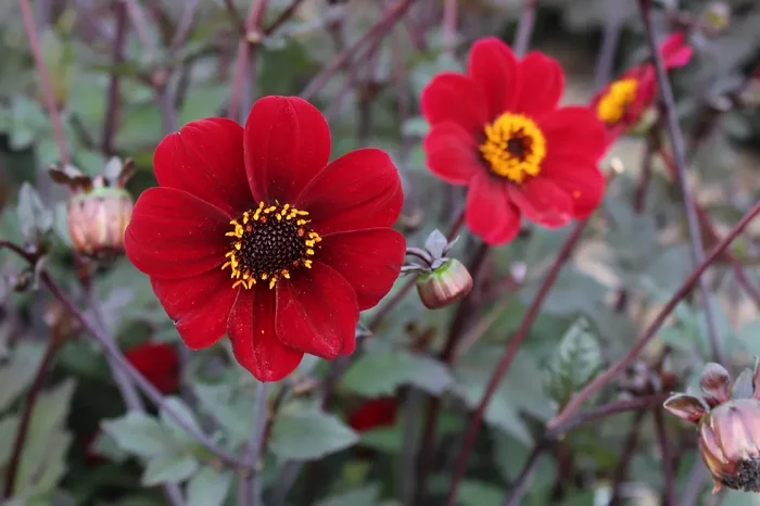 Dahlia ‚Bishop of Auckland‘ (Duplex-Dahlie)