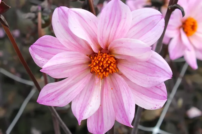 Dahlia ‚Bishop of Leicester‘ (Duplex-Dahlie)