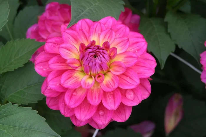 Dahlia ‚El Santo‘ (Ball-Dahlie)