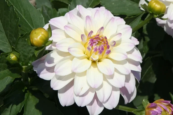 Dahlia ‚Gallery Monet‘ (Dahlie)