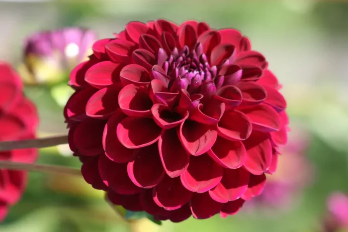 Dahlia ‚Gipsy Night‘ (Pompon-Dahlie)