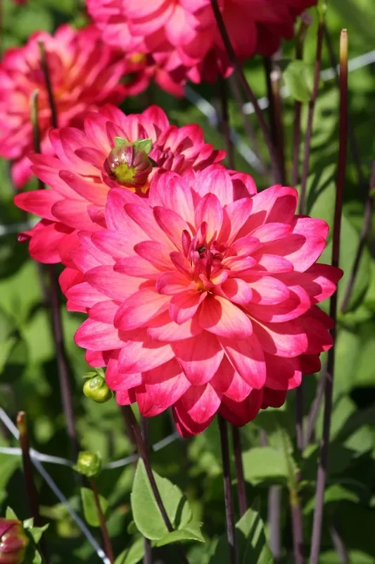Dahlia ‚Great Silence‘ (Schmuck-Dahlie)