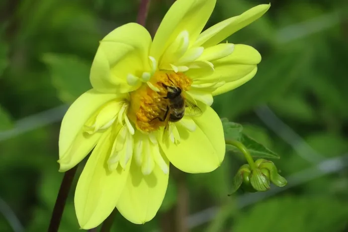 Dahlia ‚Kelsey Sunshine‘ (Halskrausen-Dahlie)