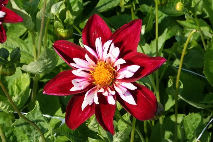 Dahlia ‚Night Butterfly‘ (Halskrausen-Dahlie)