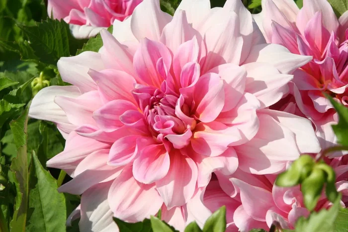 Dahlia ‚Otto´s Thrill‘ (Riesenblütige Dahlie)