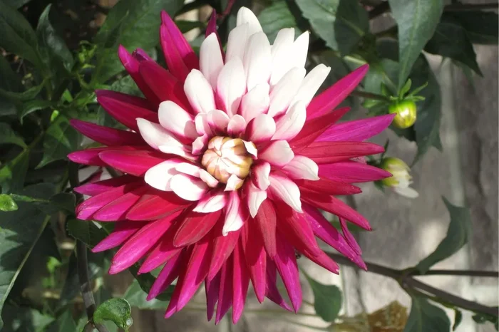 Dahlia ‚Rebecca’s World‘ (Schmuck-Dahlie)