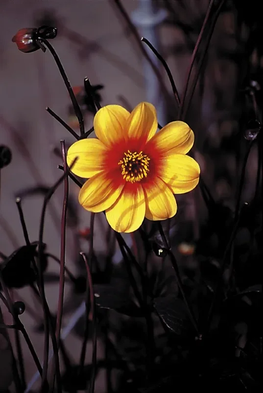 Dahlia ‚Sunshine‘ (Mignondahlie)