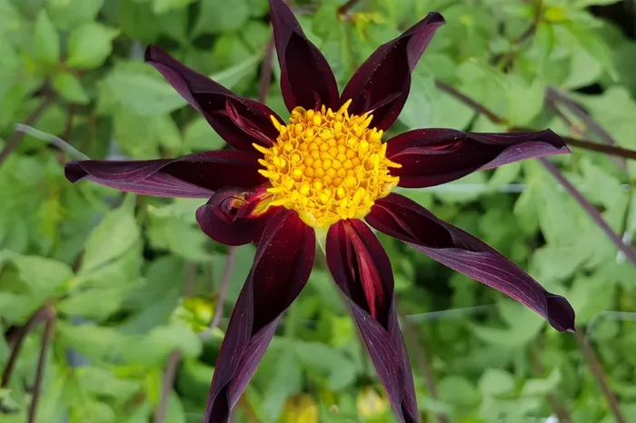 Dahlia ‚Veronne’s Obsidian‘ (Orchideenblütige Dahlie)
