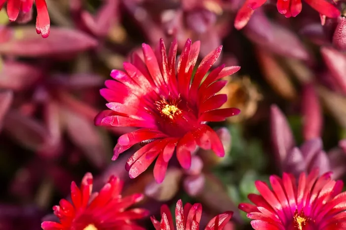 Delosperma ‚Desert Dancer Red‘ ® (Mittagsblume)