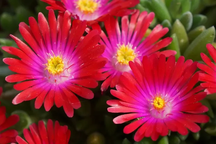 Delosperma ‚Jewel of Desert Garnet‘ ® (Mittagsblume)