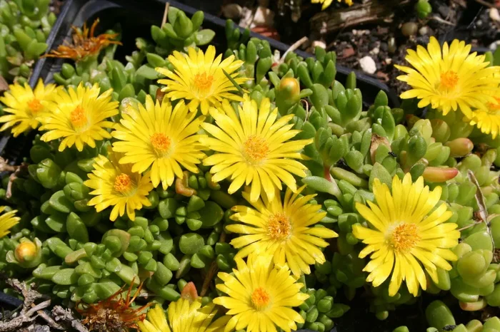 Delosperma nubigenum (Südafrikanische Mittagsblume)