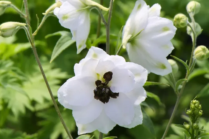 Delphinium New Millenium ‚Black Eyed Angels‘ (Rittersporn)