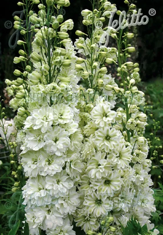 Delphinium New Millenium ‚Green Twist‘ (Rittersporn)