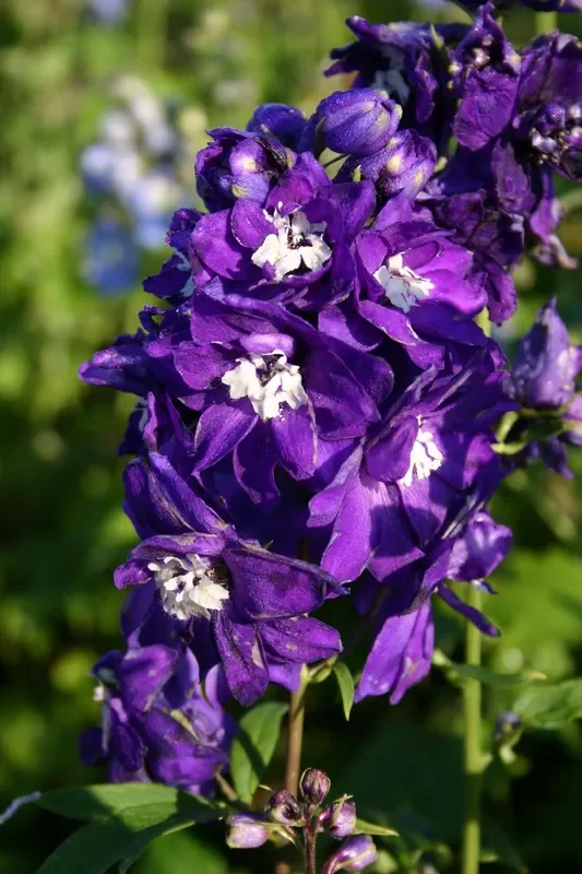 Delphinium New Millenium ‚Purple Passion‘ (Rittersporn)