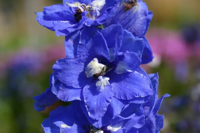 Delphinium Pacific-Hybride ‚Blue Bird‘ (Pacific-Rittersporn)