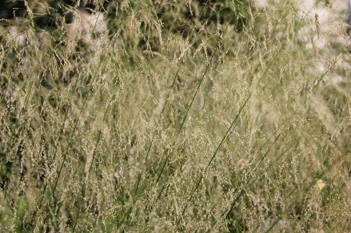 Deschampsia cespitosa ‚Goldgehänge‘ (Garten-Schmiele)