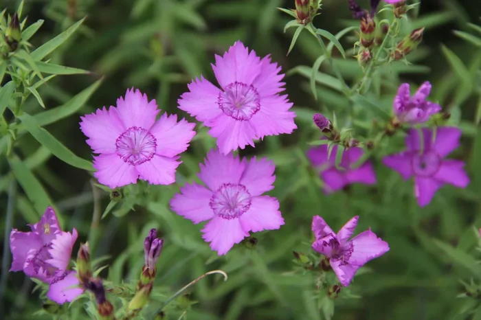 Dianthus amurensis (Amur-Nelke)