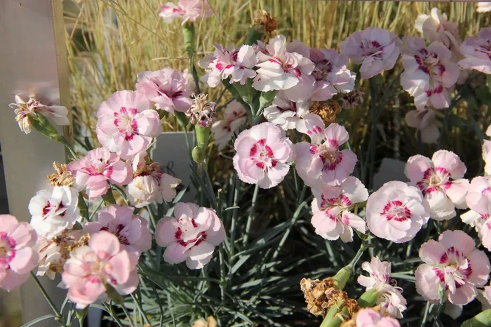 Dianthus plumarius ‚Angel of Virtue‘ (Garten-Feder-Nelke)