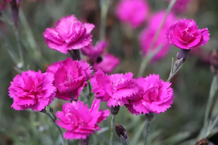 Dianthus plumarius ‚Warden Hybrid‘ (Garten-Feder-Nelke)