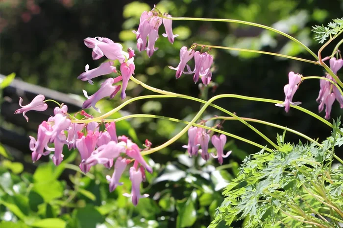 Dicentra formosa ‚Pink Diamonds‘ ® (Dauerblühende Herzblume)