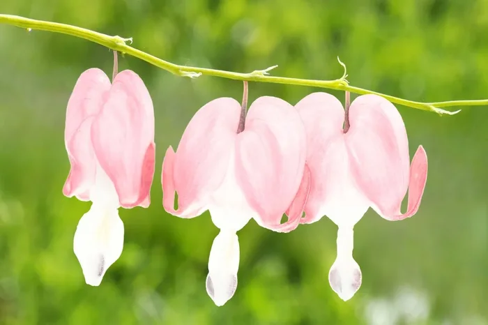 Dicentra spectabilis ‚Cupid‘ ® (Tränendes Herz | Hohe Herzblume)
