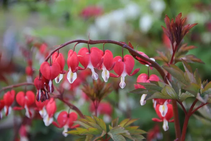 Dicentra spectabilis ‚Valentine‘ ® (Tränendes Herz)