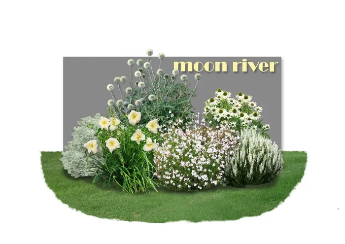 Distel-Paket ‚Moon River‘ (So schön wie sanfter Mondschein)