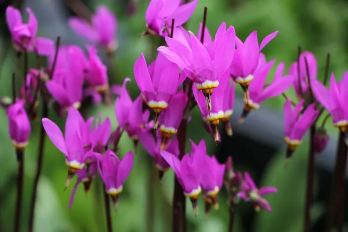 Dodecatheon meadia ‚Red Wings‘ (Götterblume)
