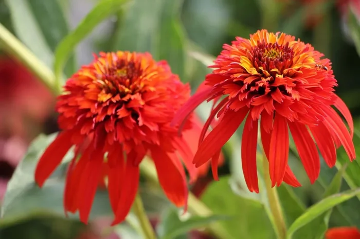 Echinacea ‚Hot Papaya‘ ® (Scheinsonnenhut)