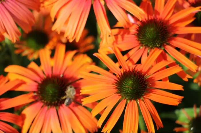 Echinacea ‚Orange Skipper‘ ® (Scheinsonnenhut)