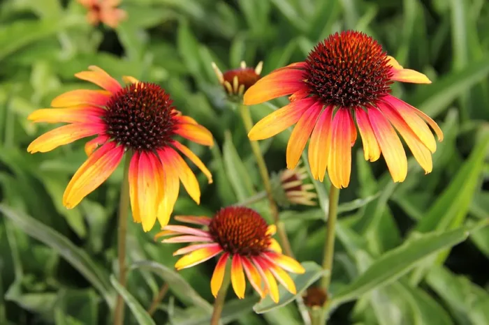 Echinacea ‚Parrot‘ (Scheinsonnenhut)