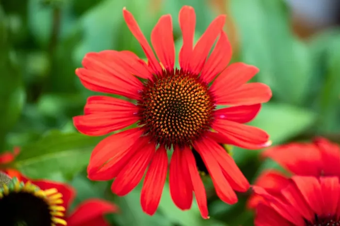 Echinacea ‚Red Skipper‘ (Scheinsonnenhut)