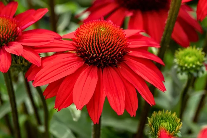 Echinacea ‚SunMagic Fantastic Scarlet‘ ® (Scheinsonnenhut)