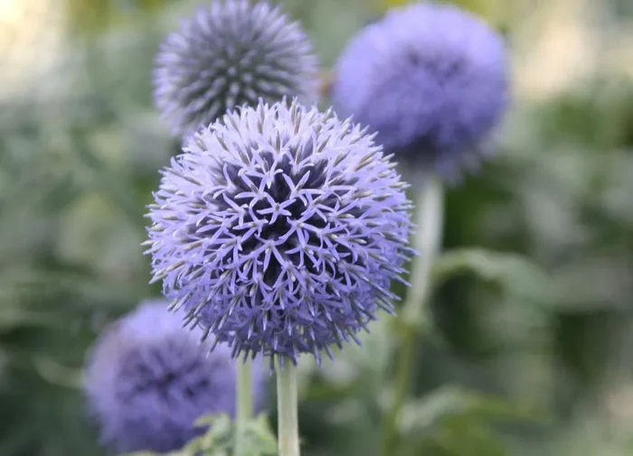 Echinops banaticus ‚Blue Globe‘ (Kugeldistel)