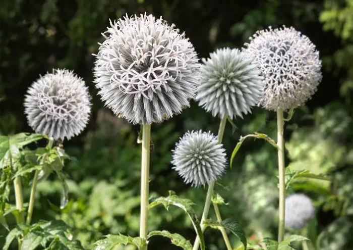 Echinops banaticus ‚Starfrost‘ (Weiße Kugeldistel)