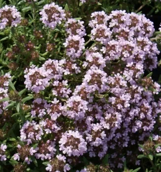 Echter Thymian „Duftkissen“ (Thymus vulgaris) „Bio“