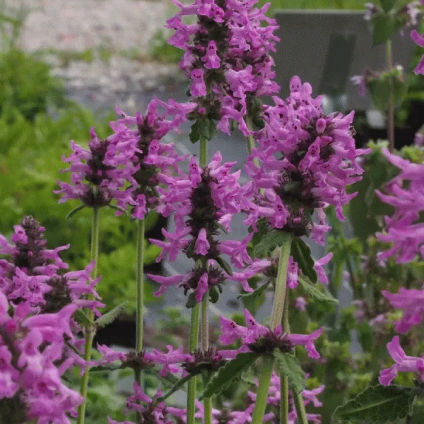 Echter Ziest, Heil-Ziest (Betonica officinalis) „Bio“