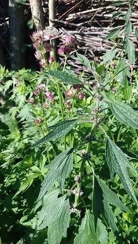 Echtes Herzgespann (Leonurus cardiaca)