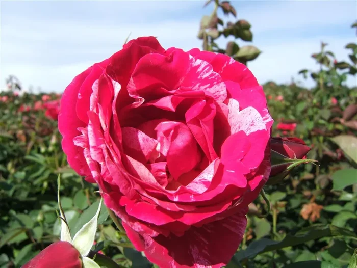 Edelrose ‚Henri Matisse‘